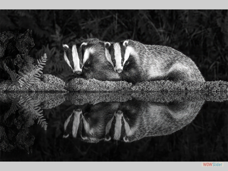 Badgers - Sarah Kelman - Highly Commended