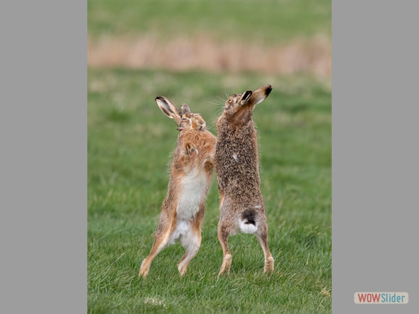 Boxing Hares - Lynn Rix - Highly Commended