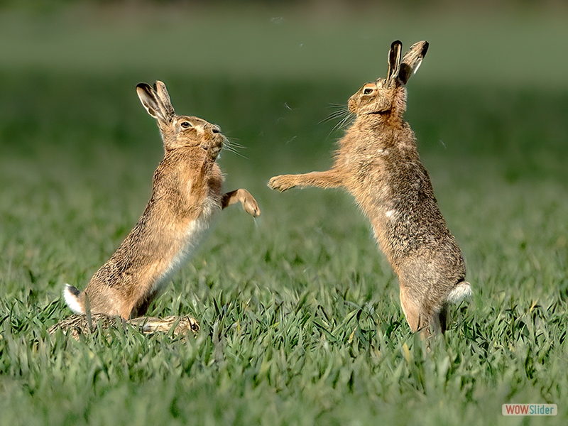 Boxing Hares - Stephen Harper - Highly Commended
