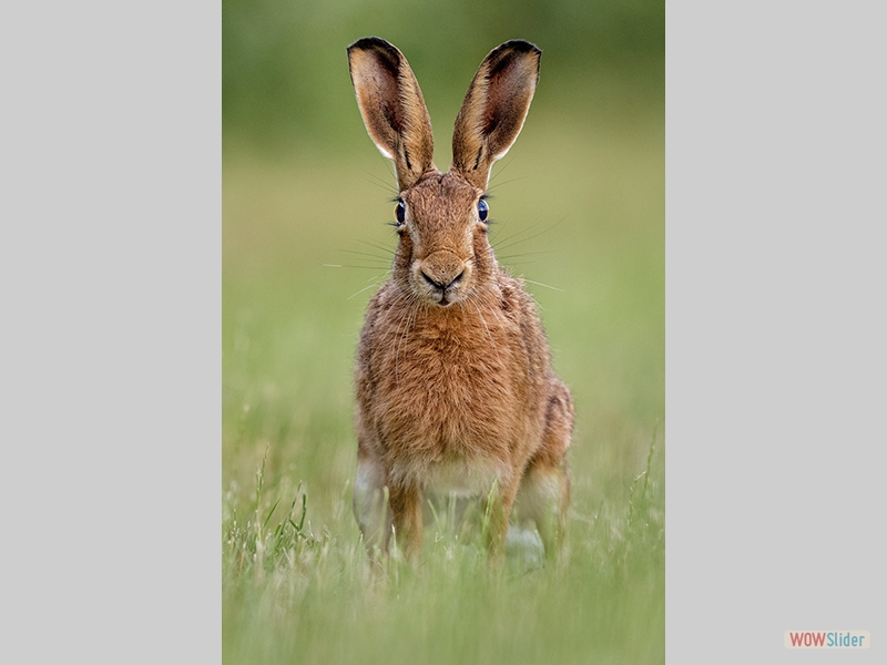 Brown Hare - Kevin Pigney - Highly Commended