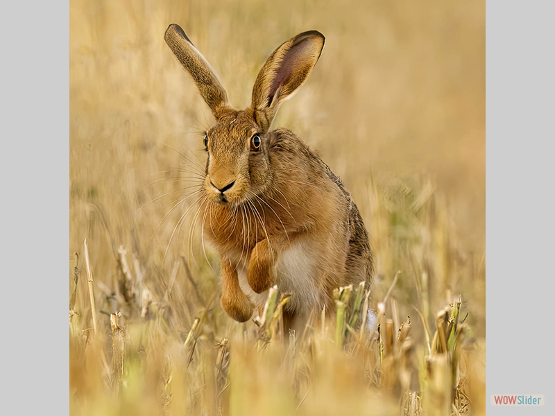 Brown Hare Bounding through the Stubble - Nick Bowman - Highly Commended