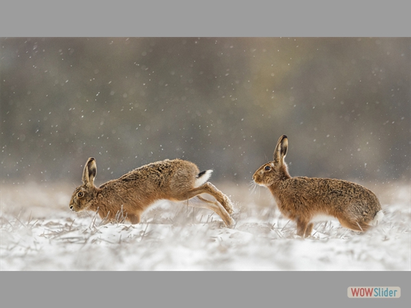 Brown Hares in Snowfall-Kevin Pigney-Highly Commended