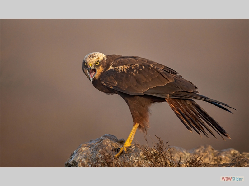 Calling Marsh Harrier - Paul Smith - Highly Commended