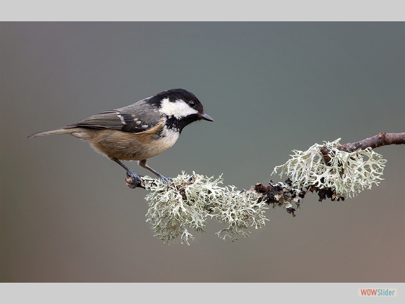 Coal Tit - Colin Birch - Highly Commended