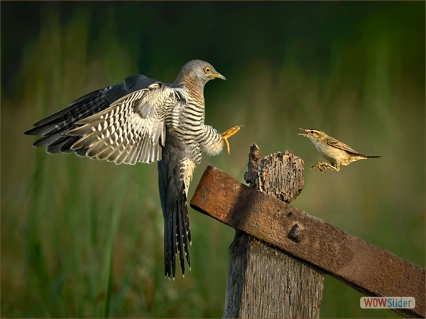 Cuckoo and Sedge Warbler Skirmish-Colin Bradshaw-Highly Commended