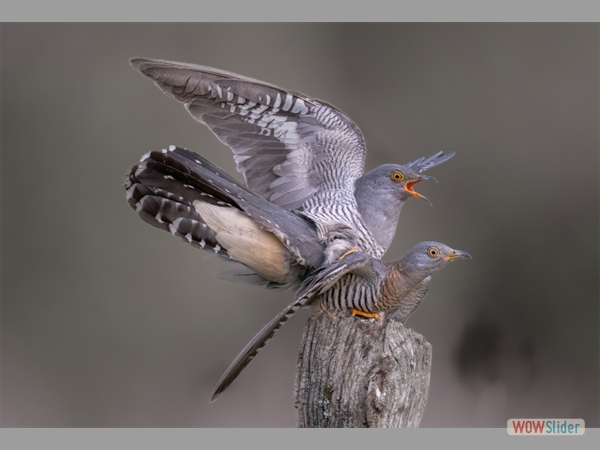 Cuckoos Mating - Kevin Williams - Highly Commended