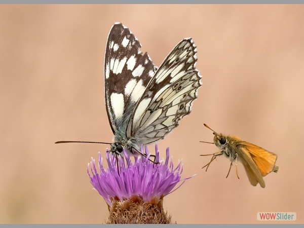 Essex Skipper approaching Marbled White - Charles Whitfield King - Highly Commended