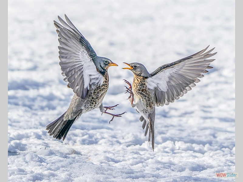 Fighting Fieldfares - Robert Macdonald - Highly Commended