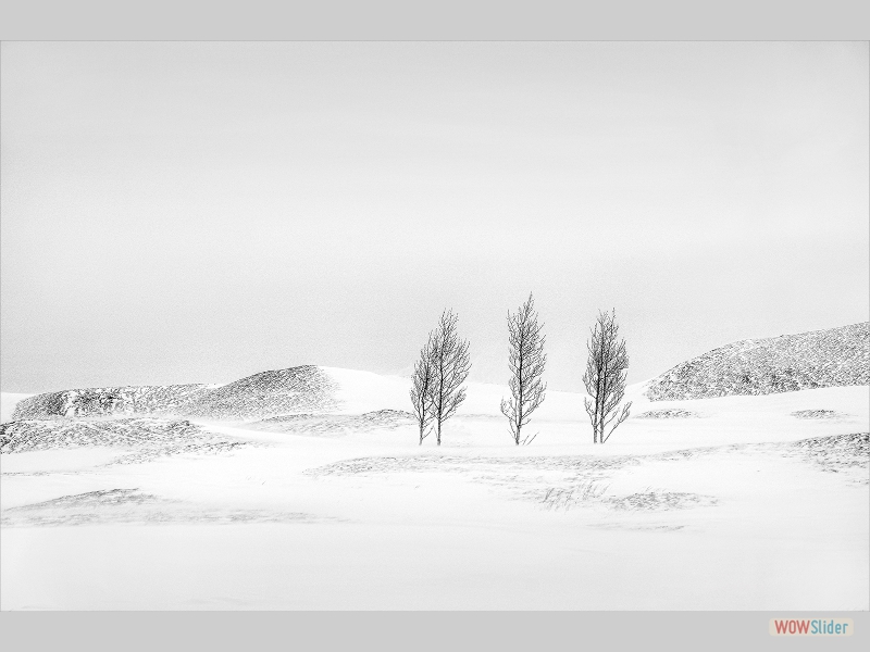 Five Trees, Iceland - Colin Westgate - Best Monchrome Print