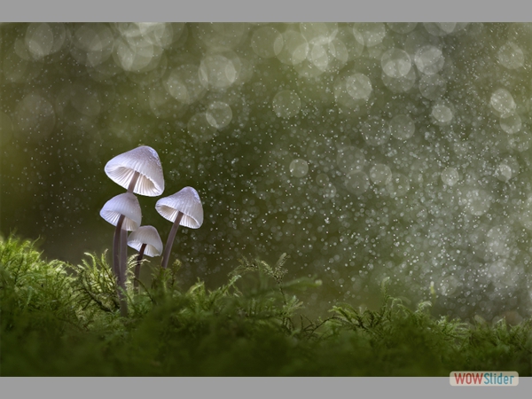 Fungi and Fairy dust - Sophia Spurgin - Best Image (PDI)