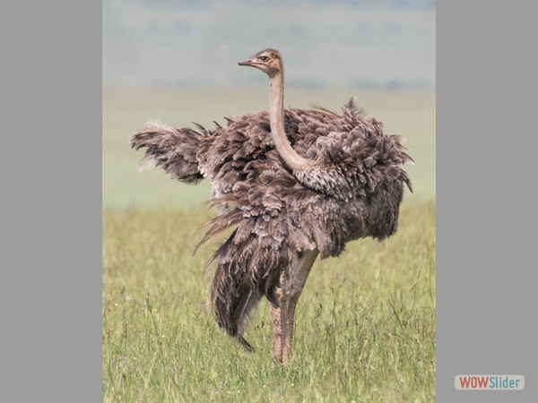 HC Ostrich Ruffling Her Feathers June Sparham