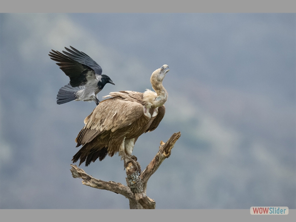 Hooded crow mobs griffon vulture-Sarah Kelman Award (PDI)
