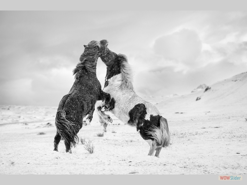 Icelandic horse fight - Sarah Kelman - Highly Commended