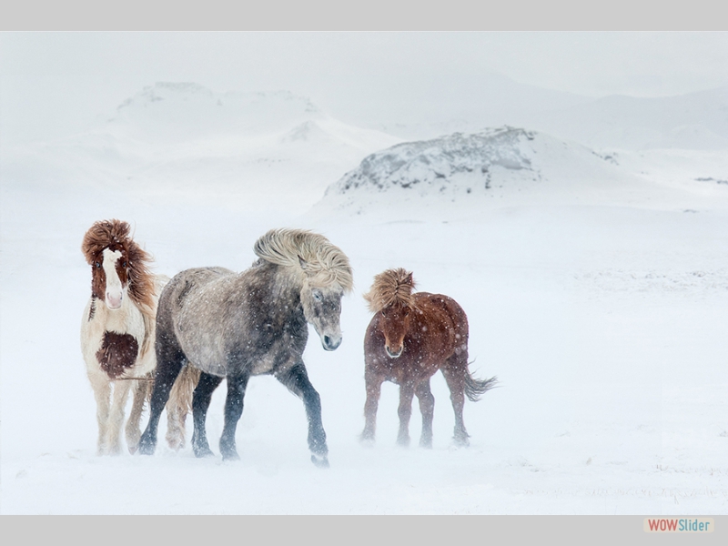 Icelandic Horses - Sarah Kelman - Best Monochrome Print