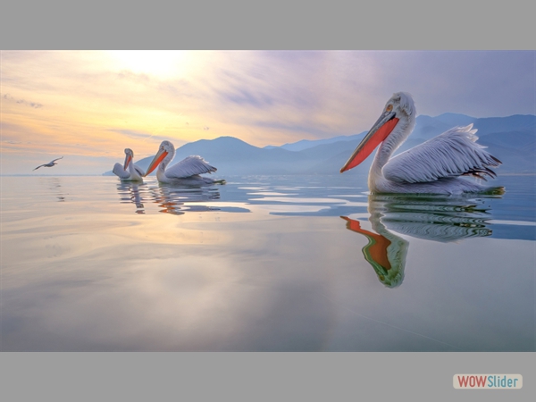 Kerkini Pelicans at Dawn - Kevin Williams - Highly Commended