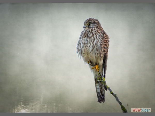 Kestrel Overlooking the Pond - Naomi Foster