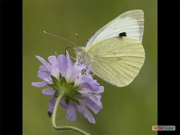 Large White on Scabious - Paul Radden - Highly Commended