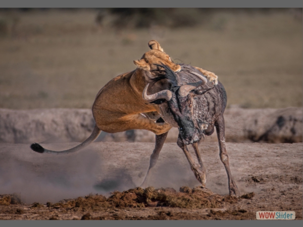 Lion on Wildebeest - Annie Nash