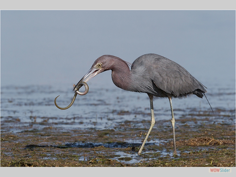 Little Blue Heron with Siren prey - Dawn Osborne - Highly Commended