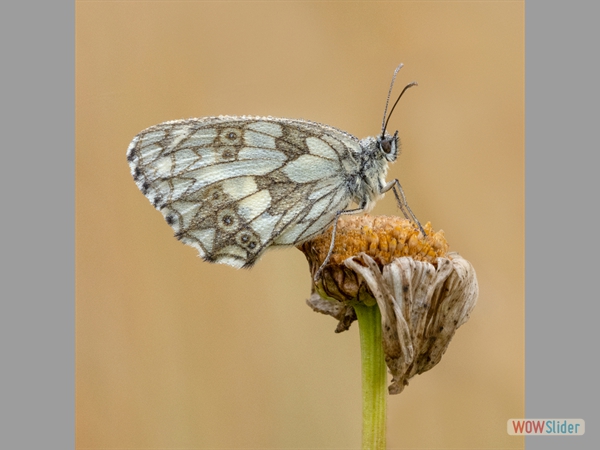 Marbled White in the Morning Dew - Stacey Purkiss - Highly Commended