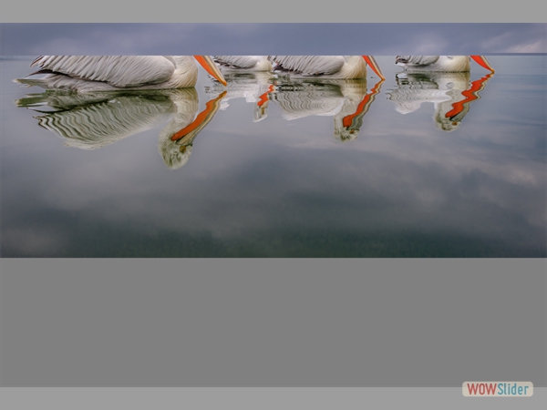 Pelican Reflections - Kevin Williams - Highly Commended