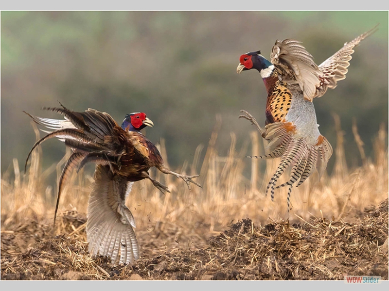Pheasants fighting - Dian Knight - Highly Commended