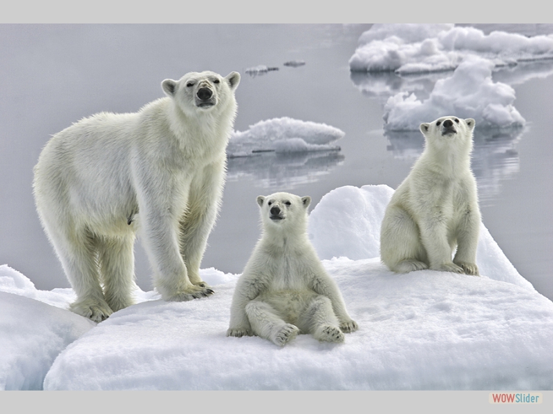 Polar Bear Family Resting on Ice Floe - June Sparham - Christine Widdall Award (Col.Print)