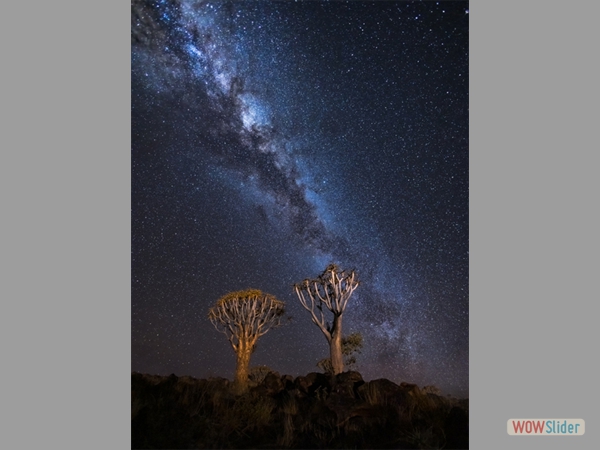 Quiver Trees at night-Justin Minns-Highly Commended