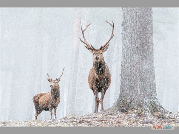 Red deer in the forest-Sarah Kelman-Highly Commended