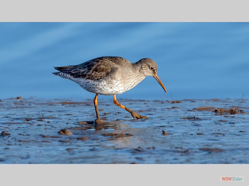 Redshank Wading Across the Mudbank - Graham Frost - Highly Commended
