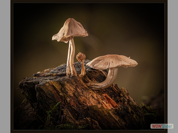 Scurfy Twiglet Mushrooms - Matthew Clarke - Highly Commended