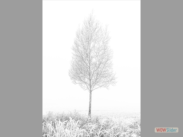 Tree in Mist and Frost - John McDowall - Best Monochrome Print