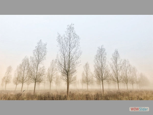 Trees in the Mist - John McDowall - Highly Commended