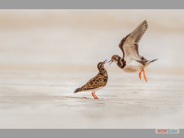 Turnstone Squabble - Kevin Pigney - Highly Commended