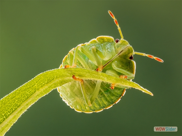 Undercarriage of a Green Shield Bug - Stacey Purkiss - Highly Commended