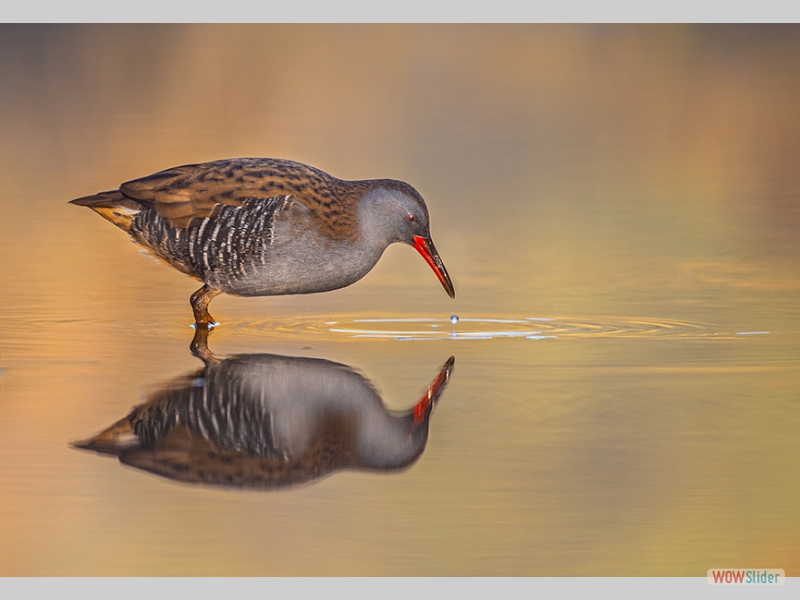 Waterrail feeding at Dawn - Kevin Williams - Highly Commended