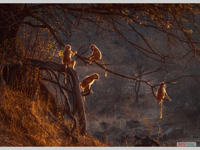 Yellow Baboons at Dawn - Martin Heathcote - David Gibbins Award (Col.Print)