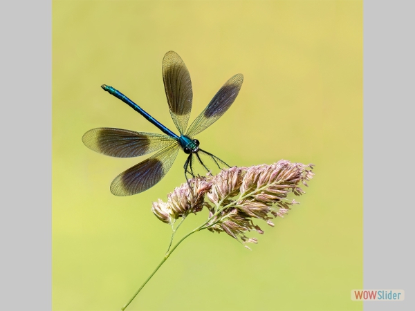 Banded Demoiselle - Carol Martin