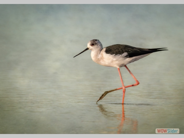 Black Winged Stilt - Naomi Foster