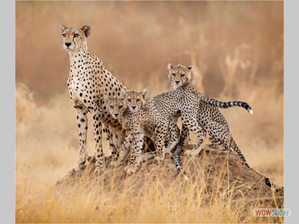 Cheetah Family In Early Morning Light - Derek Howes