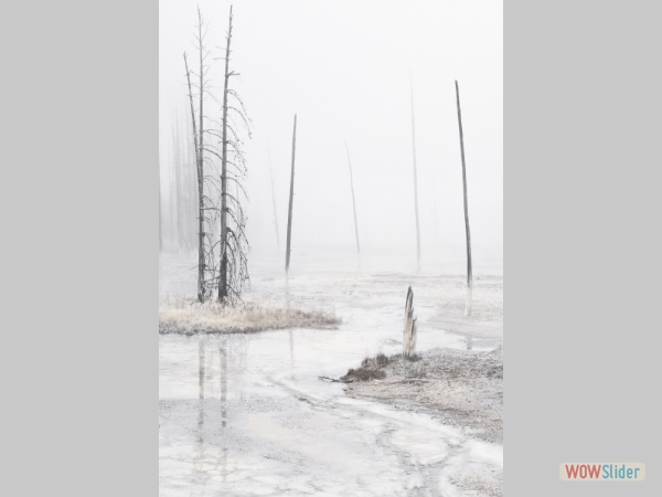 Decayed Pines Yellowstone - Hugh Milsom