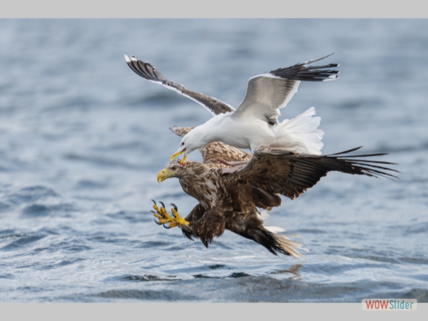 Great Black-backed Gull Mobbing White-tailed Eagle - Lachlan French