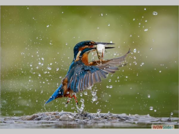 Kingfisher Rising - Jane Barrett
