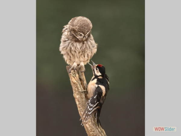 Little Owl Harassed by Woodpecker - Colin Bradshaw